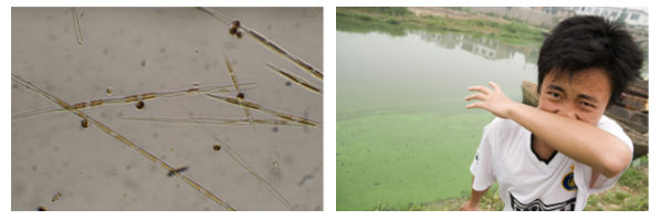 Algae blooms can have harmful impacts on ecosystems and human health.