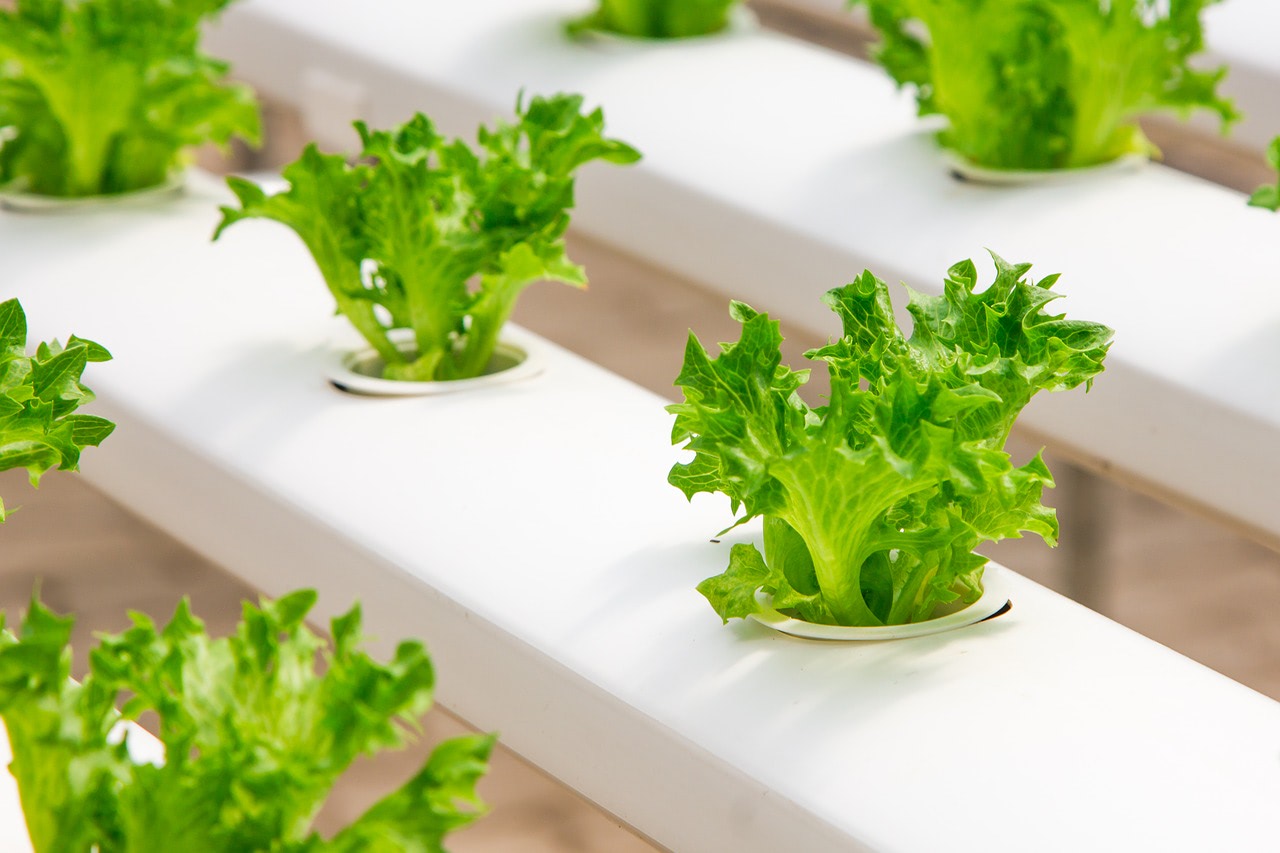 lettuce in mobile greenhouse