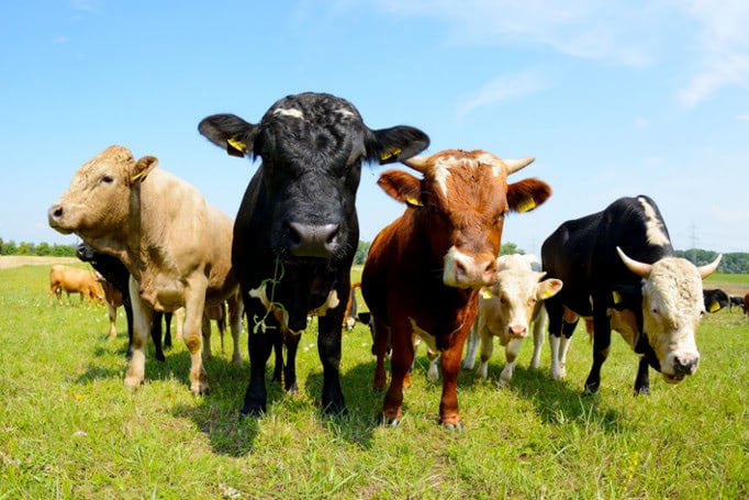 Cows_blog_thumb