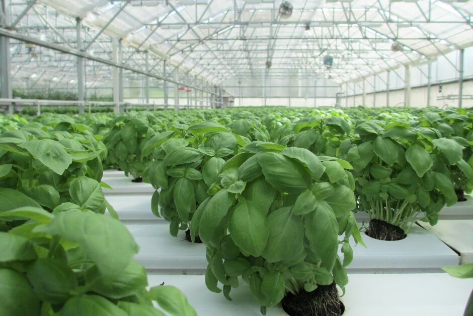 controlled environment agriculture growing basil