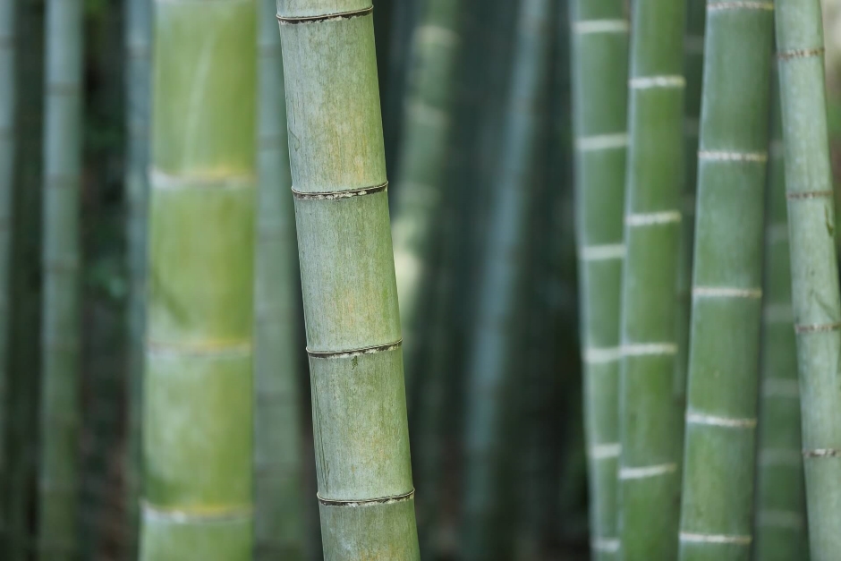 bamboo stalk green building materials